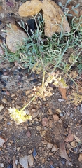Crithmum maritimum