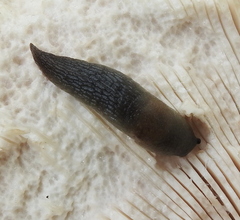 Krynickillus melanocephalus