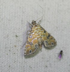 Ommatospila narcaeusalis
