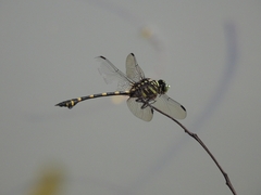 Ictinogomphus decoratus