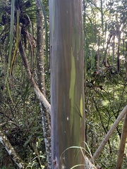Eucalyptus deglupta