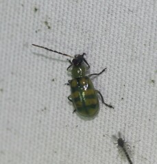 Diabrotica balteata