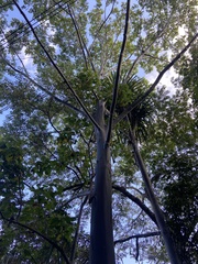 Eucalyptus deglupta