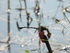 Ictinogomphus decoratus