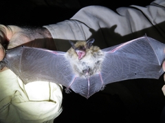 Myotis