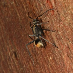 Polyrhachis brisbanensis