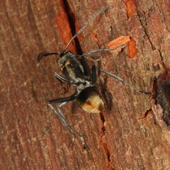 Polyrhachis brisbanensis