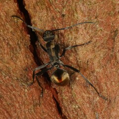 Polyrhachis brisbanensis