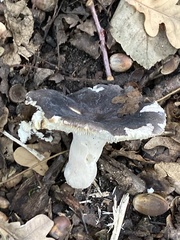 Russula cyanoxantha