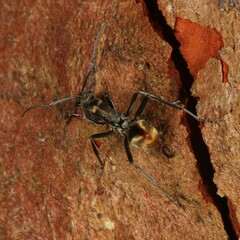 Polyrhachis brisbanensis
