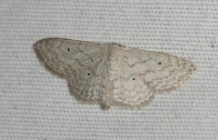 Scopula benitaria