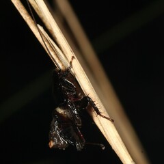 Blaberoidea