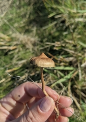 Protostropharia luteonitens