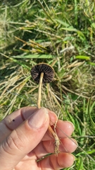 Protostropharia luteonitens