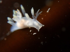 Ancula gibbosa