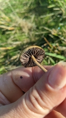 Protostropharia luteonitens