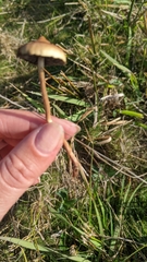 Protostropharia luteonitens