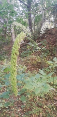 Actaea simplex
