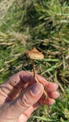 Protostropharia luteonitens