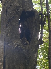 Tarsius spectrumgurskyae