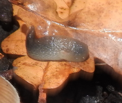 Krynickillus melanocephalus