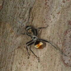 Polyrhachis ammon