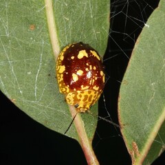 Paropsis maculata