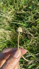 Psilocybe semilanceata
