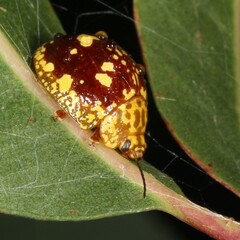 Paropsis maculata