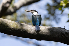 Todiramphus sordidus