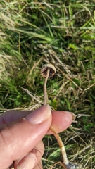 Psilocybe semilanceata