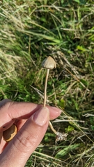 Psilocybe semilanceata