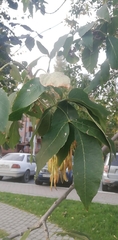 Fraxinus mandshurica