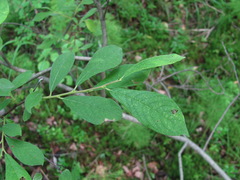 Salix × multinervis