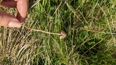 Psilocybe semilanceata