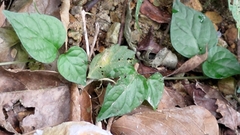 Lycianthes lysimachioides