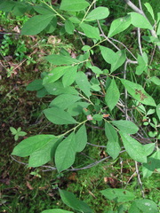 Salix × multinervis