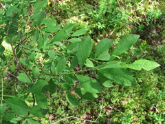 Salix × multinervis