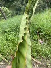 Zingiberaceae