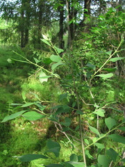 Salix × multinervis