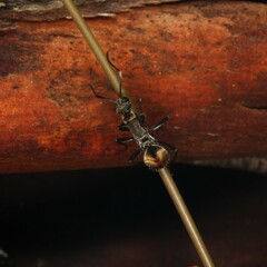 Polyrhachis brisbanensis