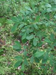 Salix × multinervis