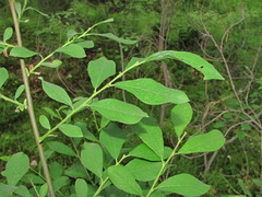 Salix × multinervis