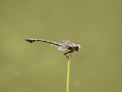 Ictinogomphus decoratus
