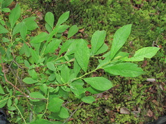 Salix × multinervis