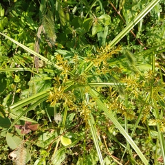 Cyperus microiria