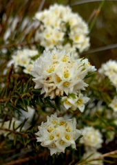Lachnaea densiflora