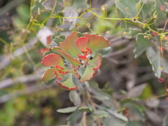 Adenanthos cuneatus