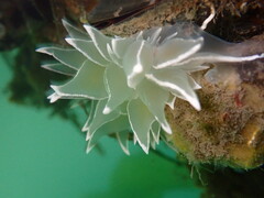 Dirona albolineata