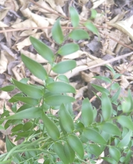 Asparagus asparagoides
